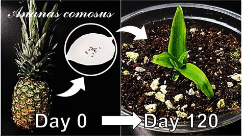 growingannanas|growing ananas youtube 40 mins.